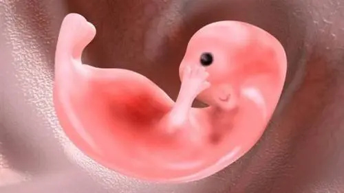 做三代试管婴儿要囊胚还是鲜胚，它们有什么区别